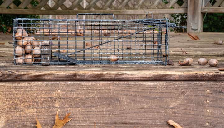 wildlife removal covington ky